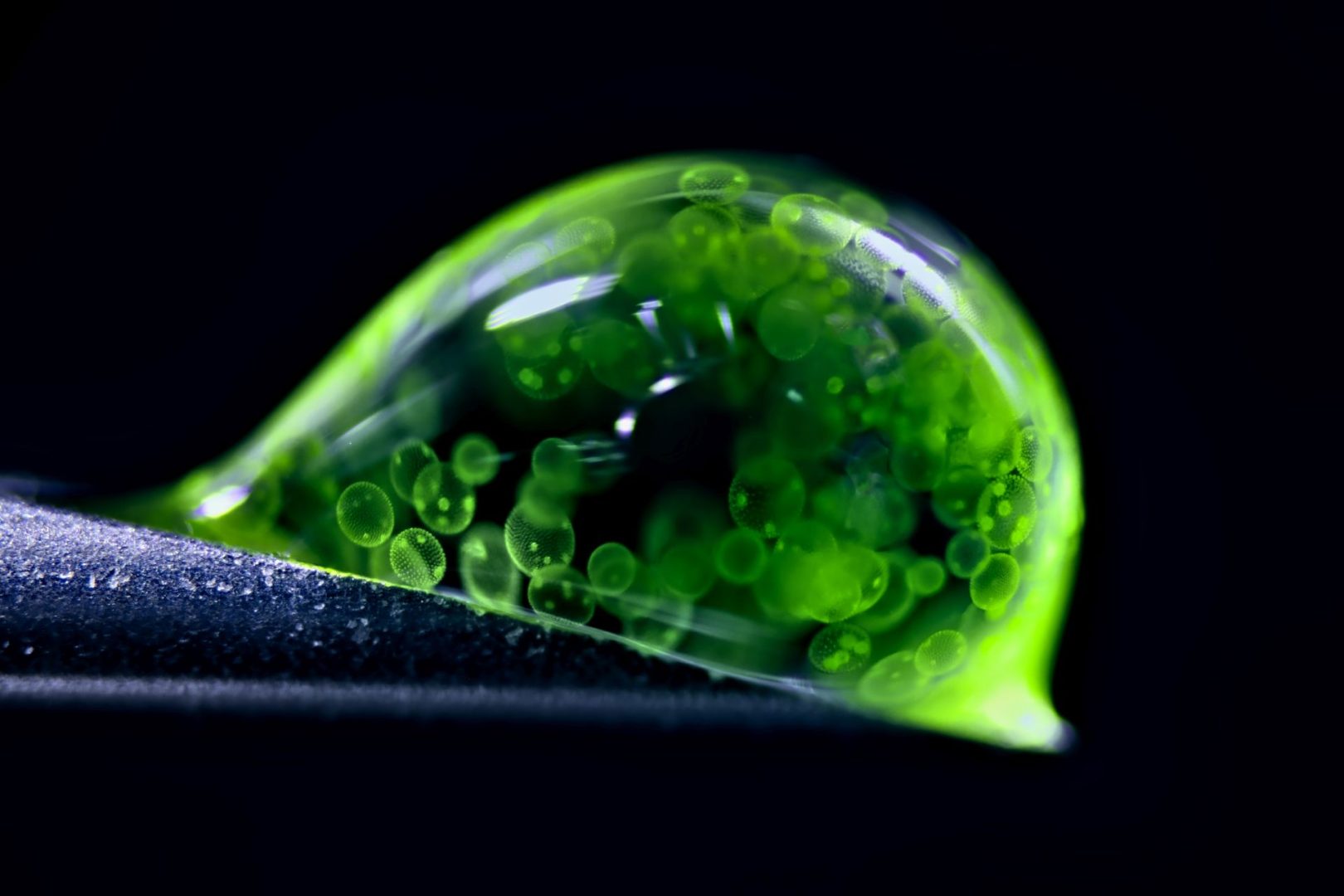 Nikon Small World 2025