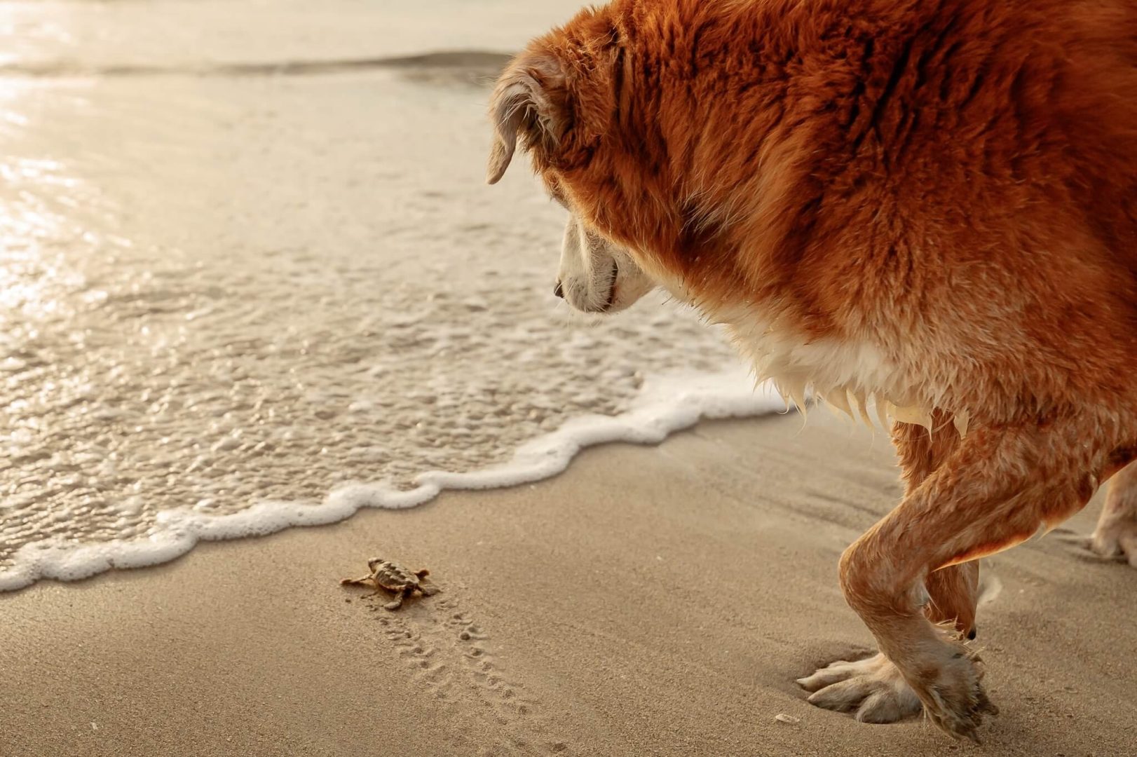 These Dog Photographer of the Year Winning Photos Will Have Your Tail Wagging All Day