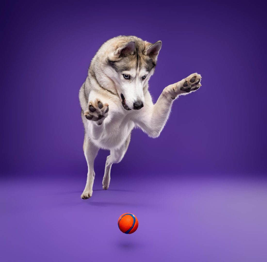 These Dog Photographer of the Year Winning Photos Will Have Your Tail Wagging All Day