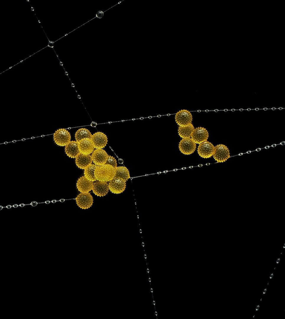 Nikon Small World 2025