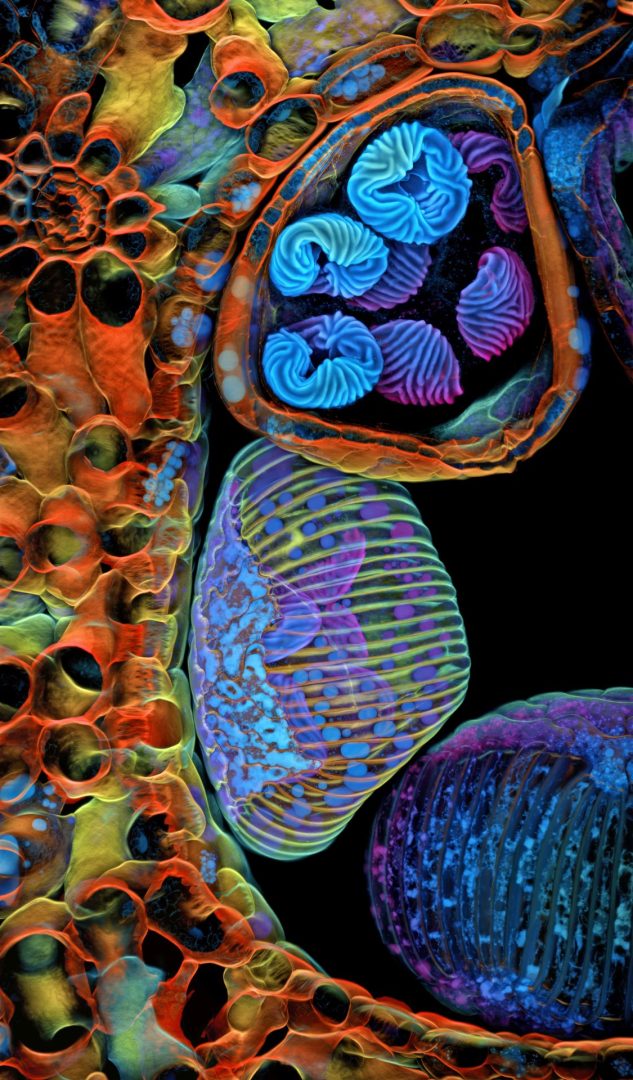 Nikon Small World 2025