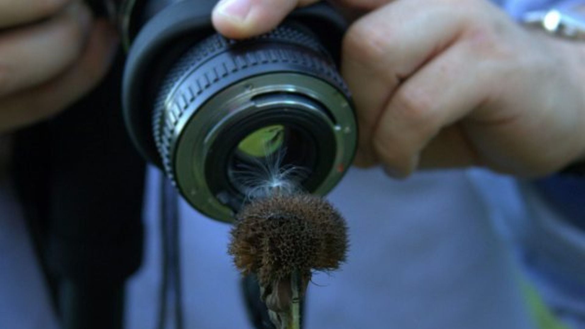 Camera lens held close to fluffy dandelion seedhead demonstrating extreme macro photography capability with blurred blue background and shallow depth of field.