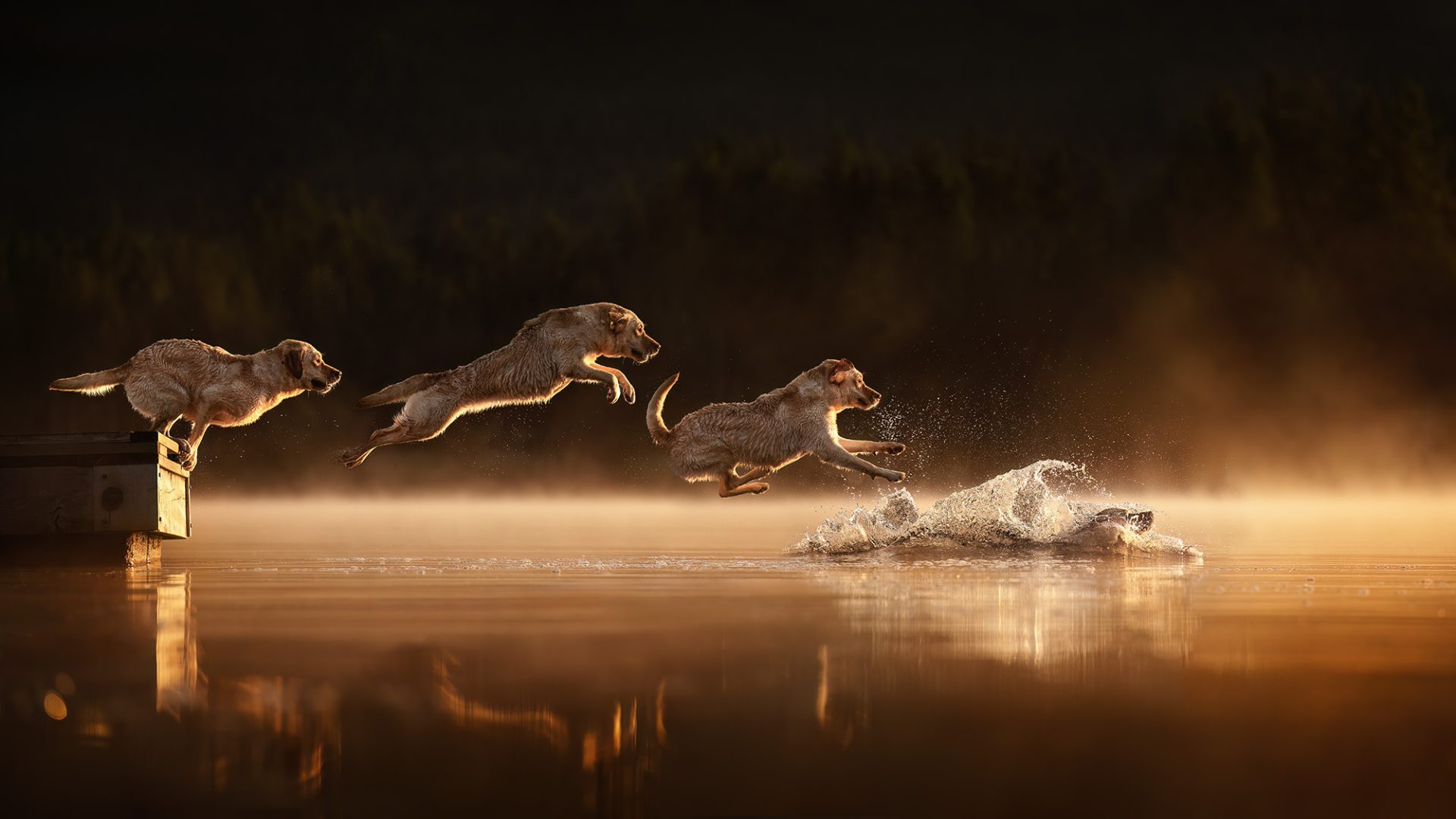 These Dog Photographer of the Year Winning Photos Will Have Your Tail Wagging All Day