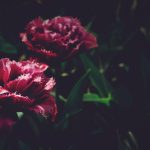 Two burgundy fringed tulips with ruffled white-edged petals bloom against dark moody background with green stems and foliage.