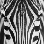 Striking black and white close-up portrait of zebra face showing symmetrical stripe pattern, both dark eyes, ears and distinctive facial markings in monochrome photograph.