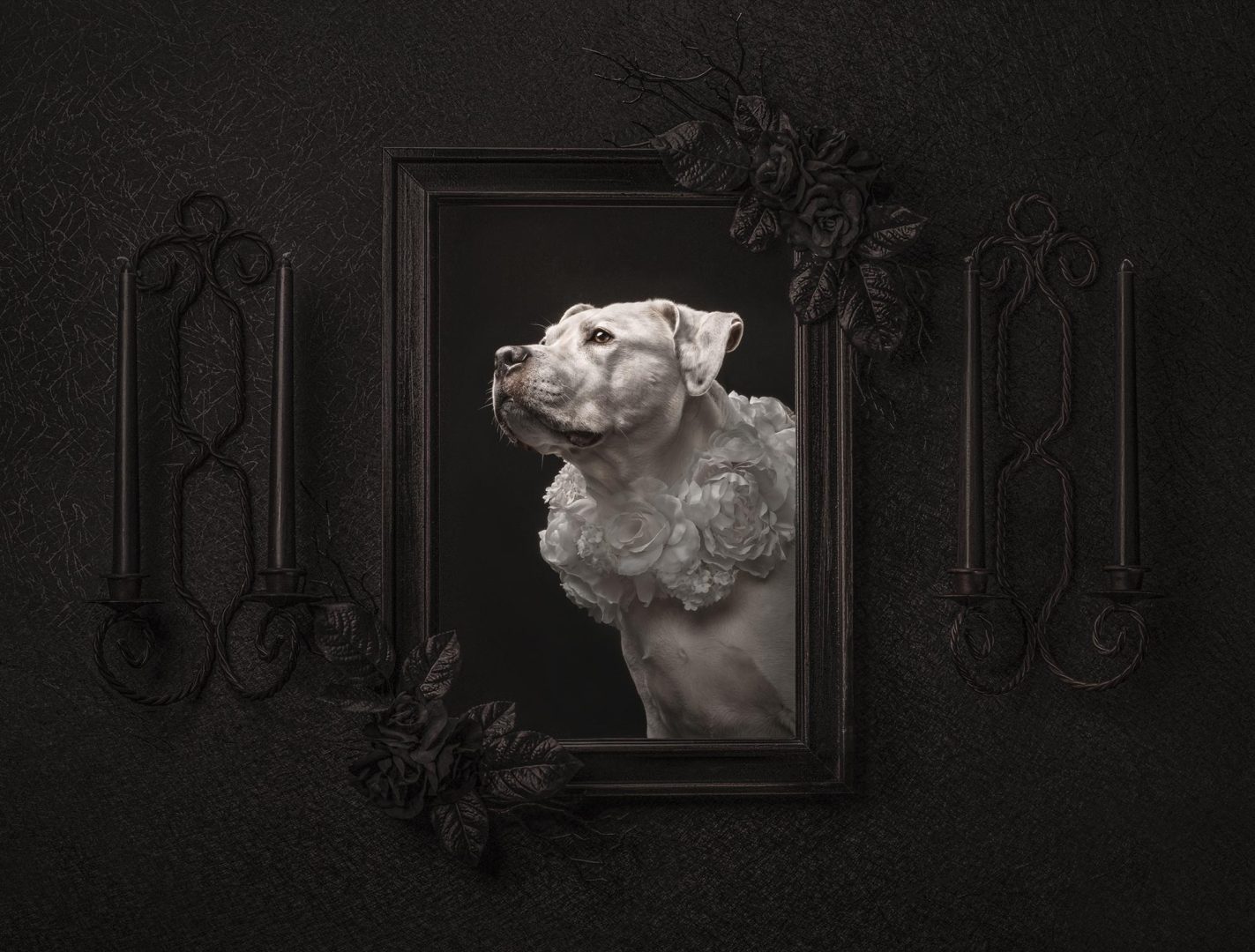 These Dog Photographer of the Year Winning Photos Will Have Your Tail Wagging All Day