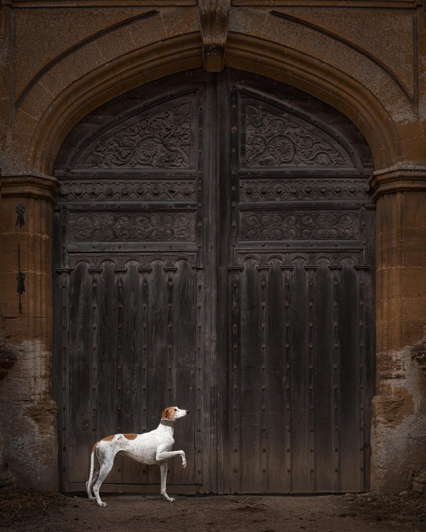 These Dog Photographer of the Year Winning Photos Will Have Your Tail Wagging All Day