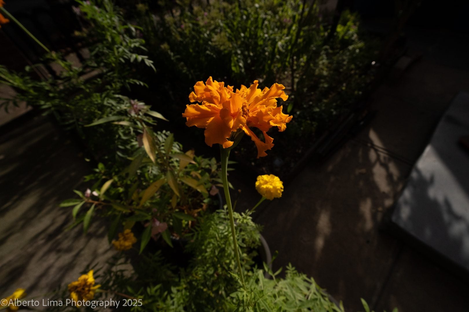A sample image taken with the Viltrox AF 14mm F4 Air for Sony FE-mount Cameras.