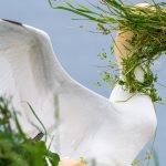 Comedy Wildlife Photography Awards 2025 finalists