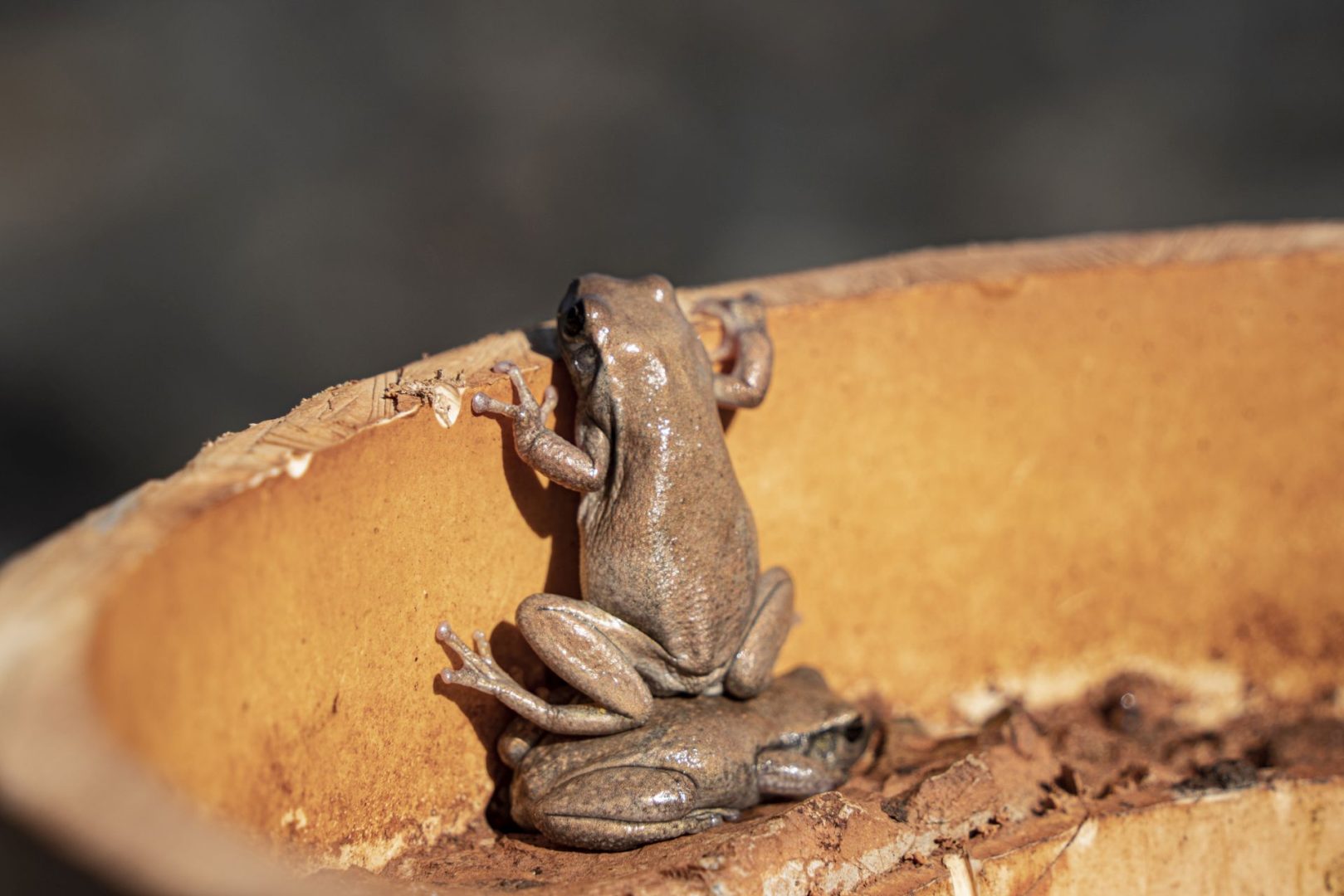 The Comedy Wildlife Photography Awards 2025 finalists