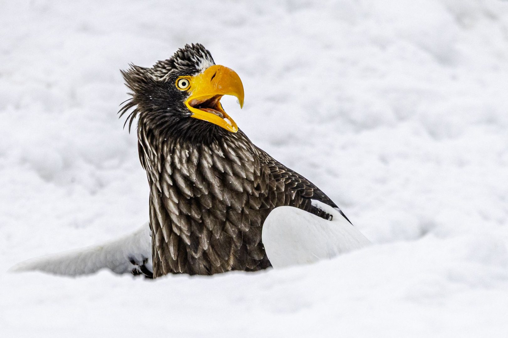 The Comedy Wildlife Photography Awards 2025 finalists