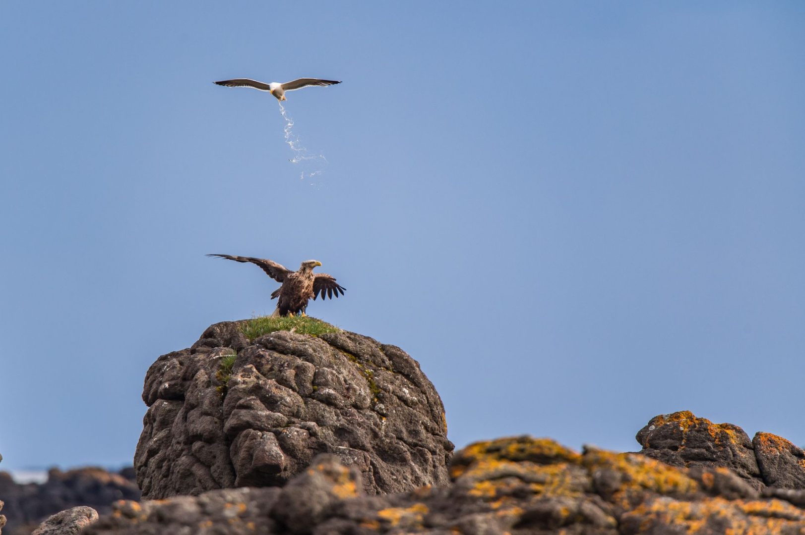 The Comedy Wildlife Photography Awards 2025 finalists