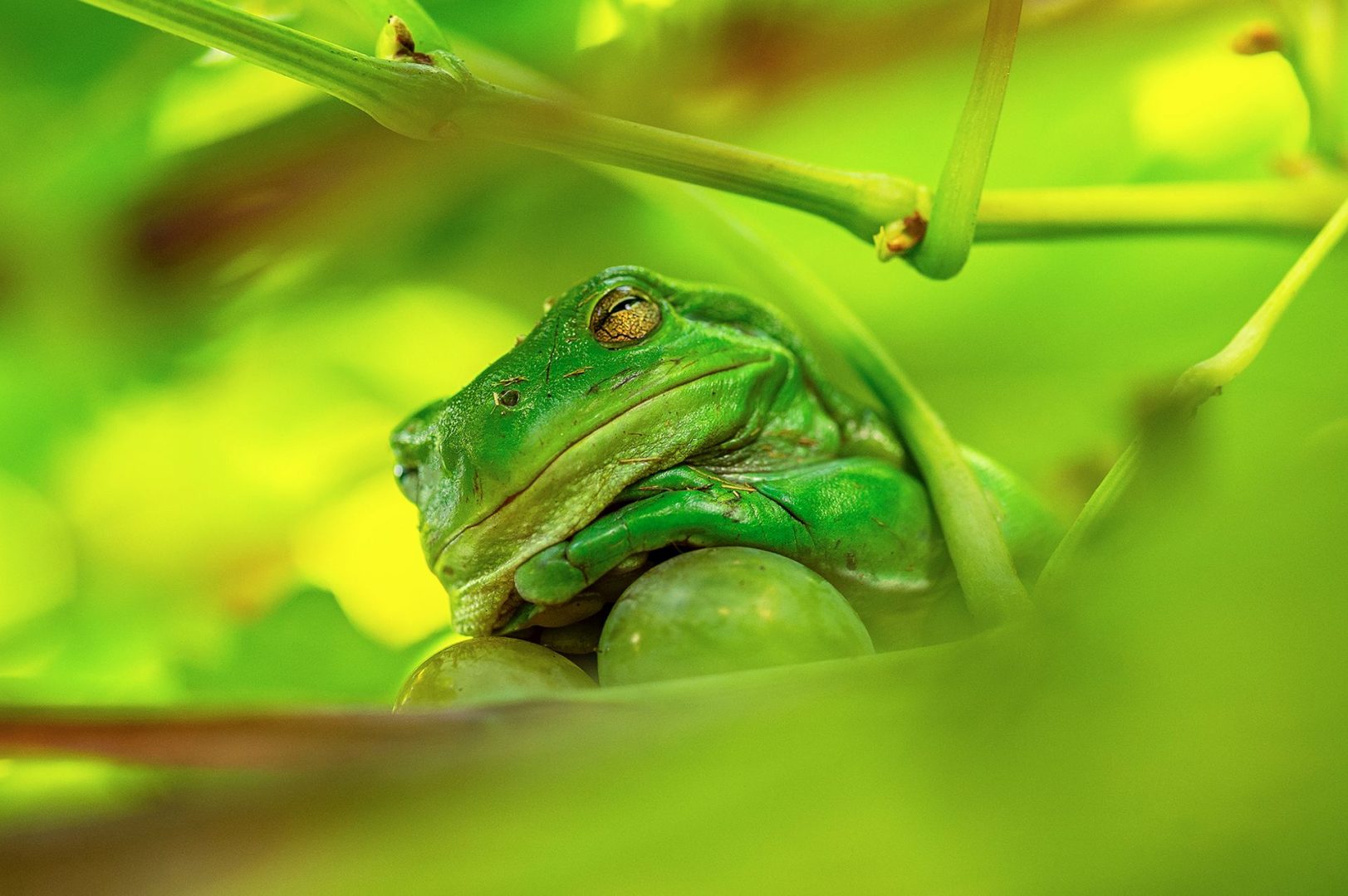 The Comedy Wildlife Photography Awards 2025 finalists