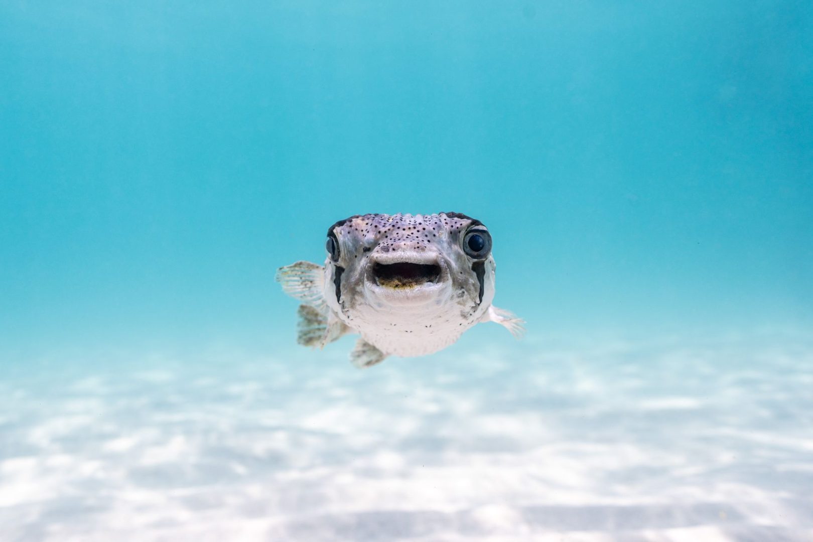 The Comedy Wildlife Photography Awards 2025 finalists