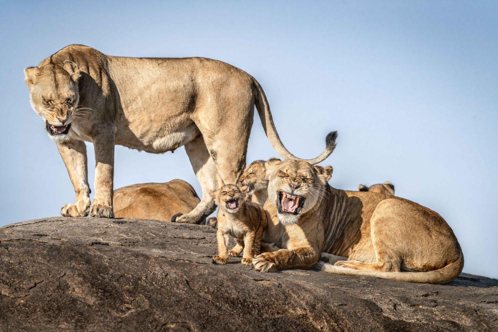 The Comedy Wildlife Photography Awards 2025 finalists