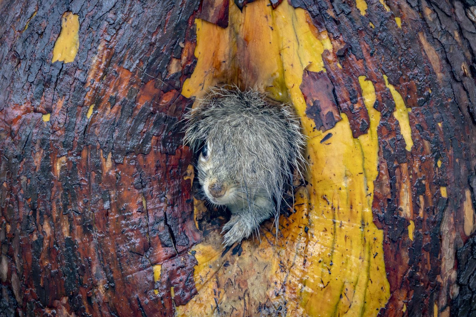 The Comedy Wildlife Photography Awards 2025 finalists
