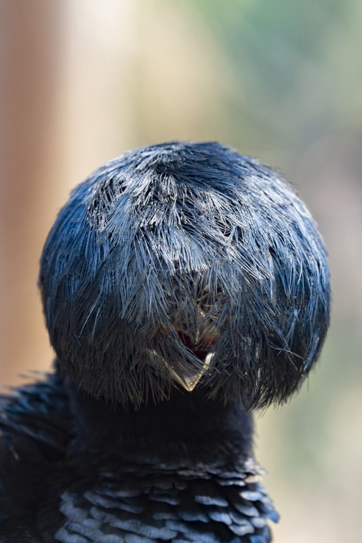The Comedy Wildlife Photography Awards 2025 finalists