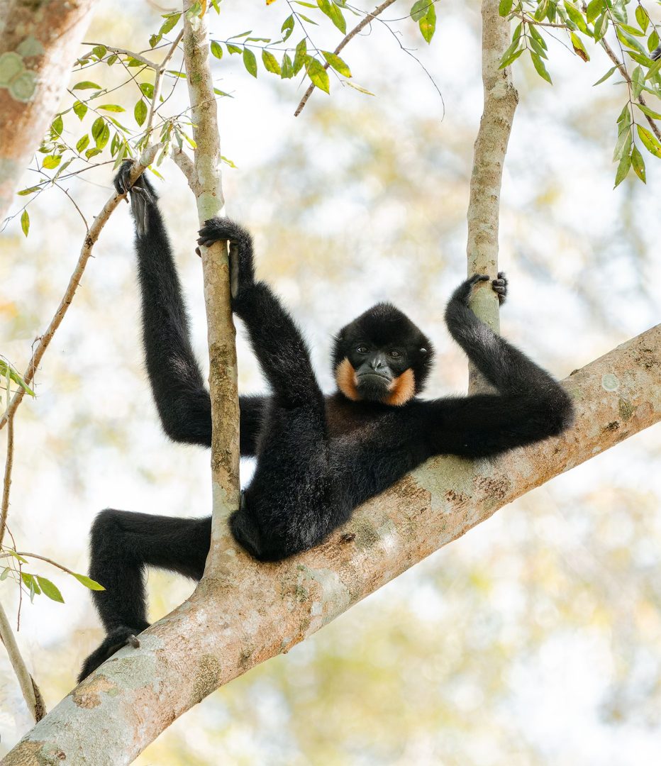 The Comedy Wildlife Photography Awards 2025 finalists