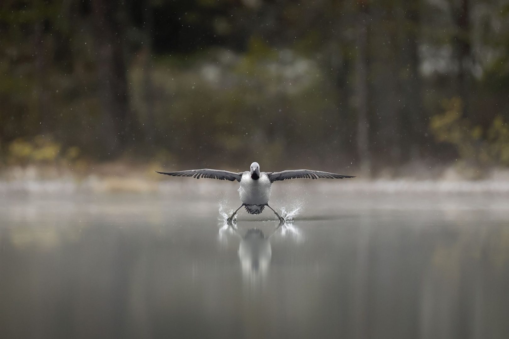 The Comedy Wildlife Photography Awards 2025 finalists