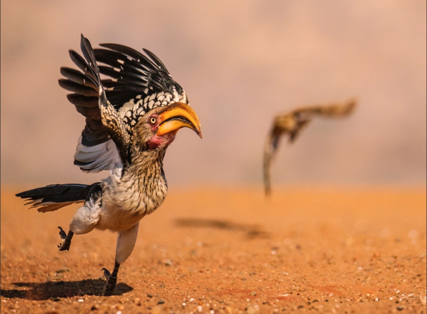 The Comedy Wildlife Photography Awards 2025 finalists