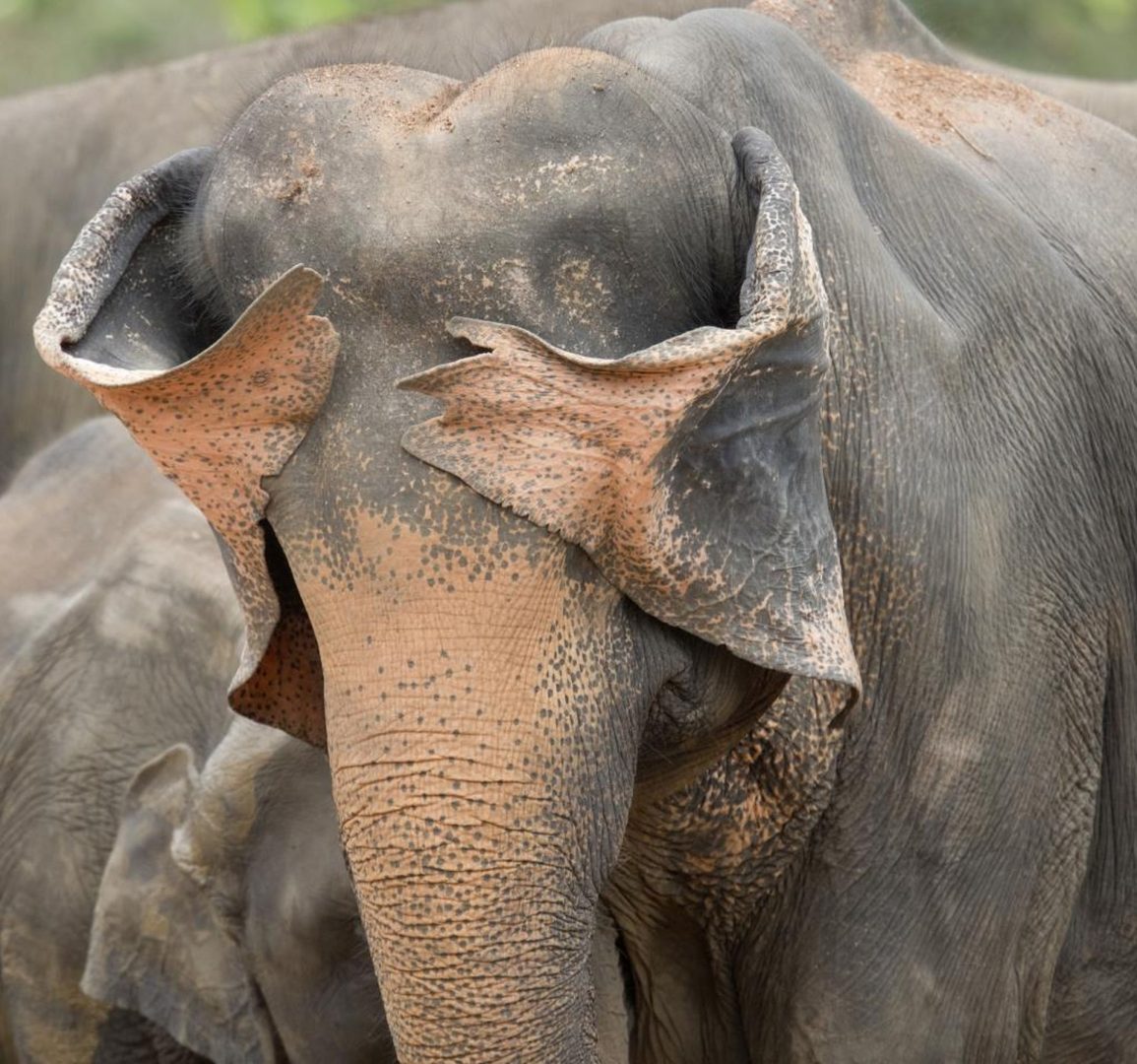The Comedy Wildlife Photography Awards 2025 finalists