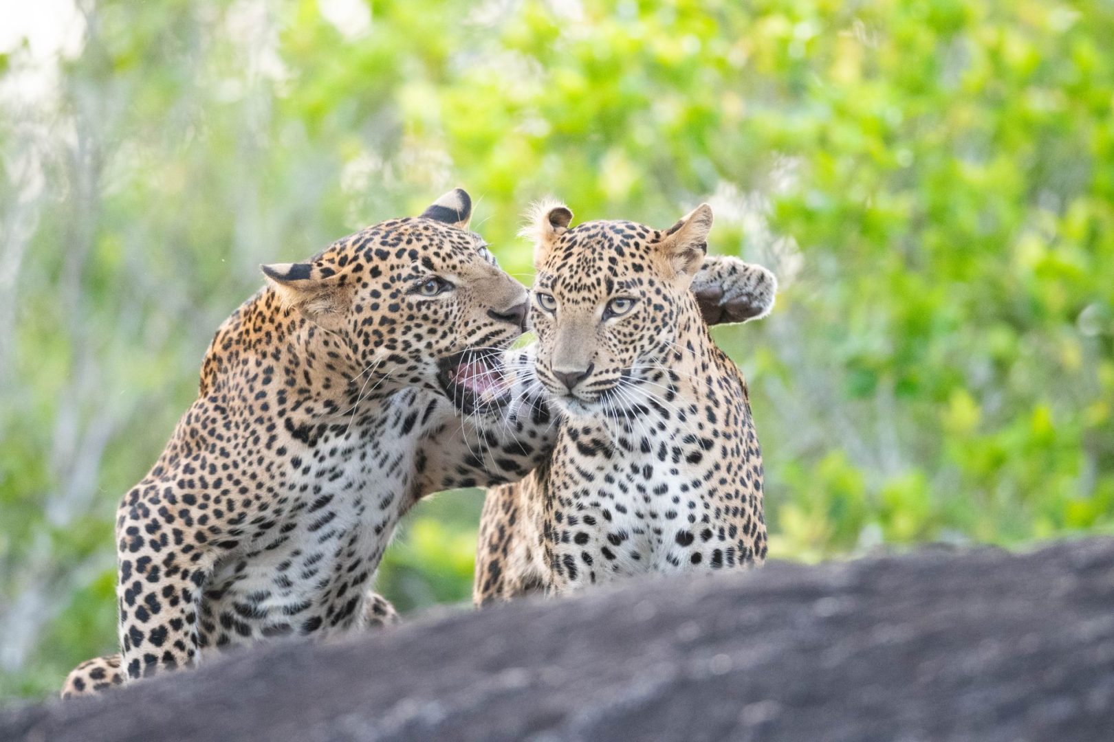 Hikkaduwa Liyanage leopards