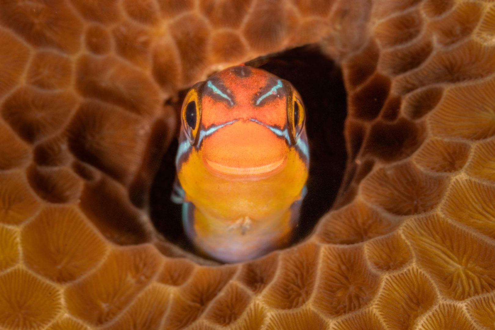 The Comedy Wildlife Photography Awards 2025 finalists