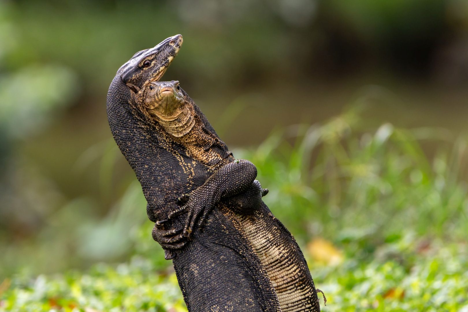 The Comedy Wildlife Photography Awards 2025 finalists