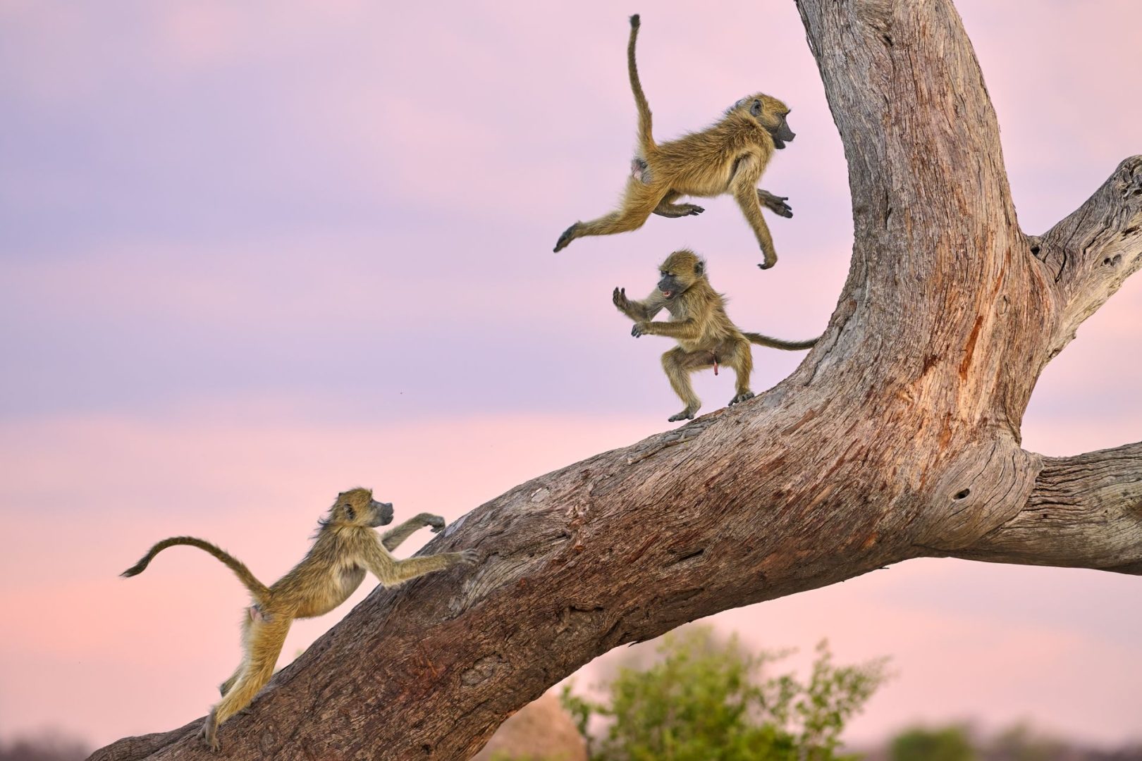 The Comedy Wildlife Photography Awards 2025 finalists