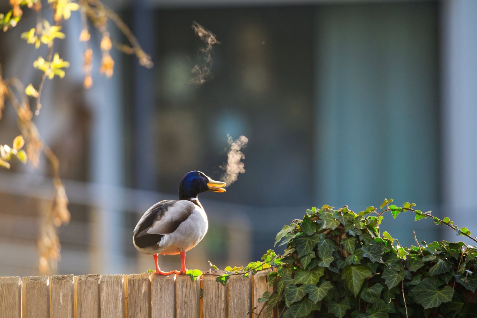 Lars Beygang smoking duck