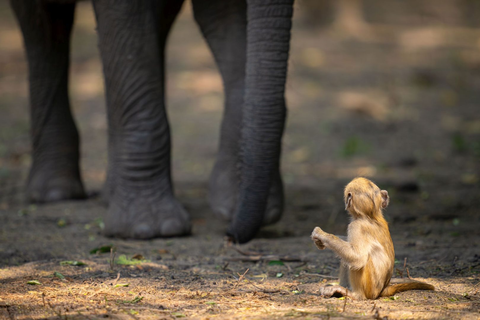 The Comedy Wildlife Photography Awards 2025 finalists