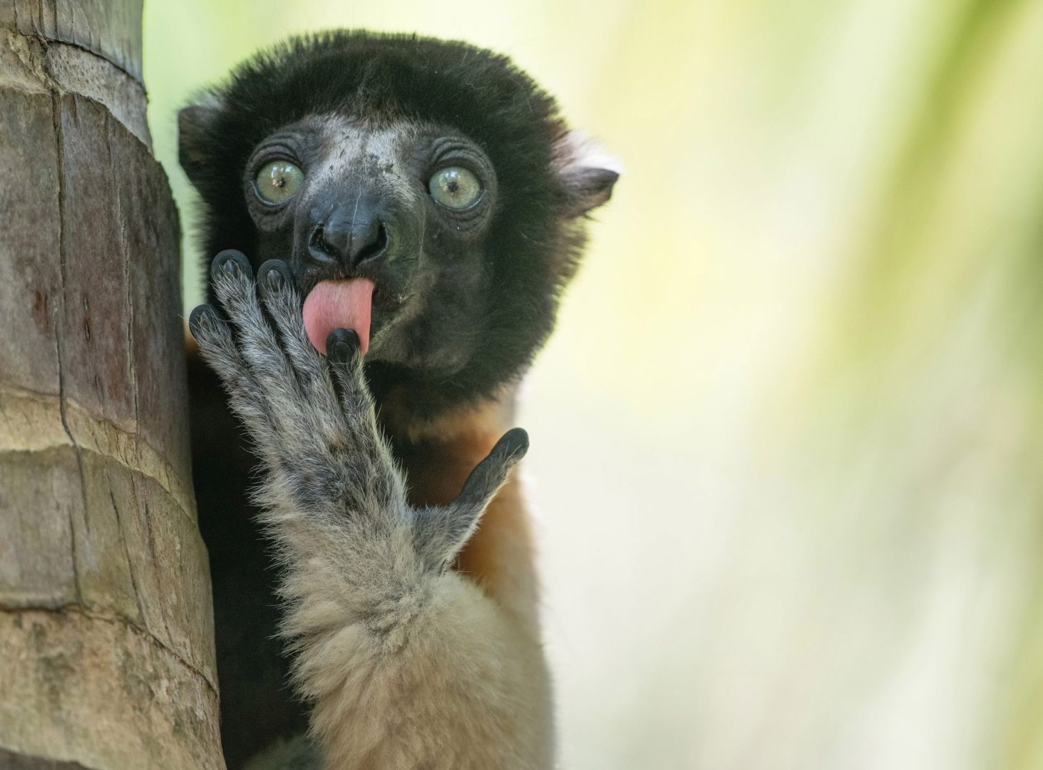 The Comedy Wildlife Photography Awards 2025 finalists