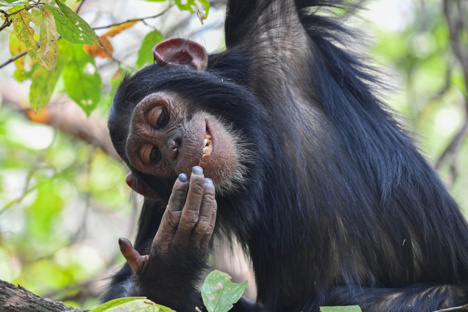 Maggie Hoffman silly monkey