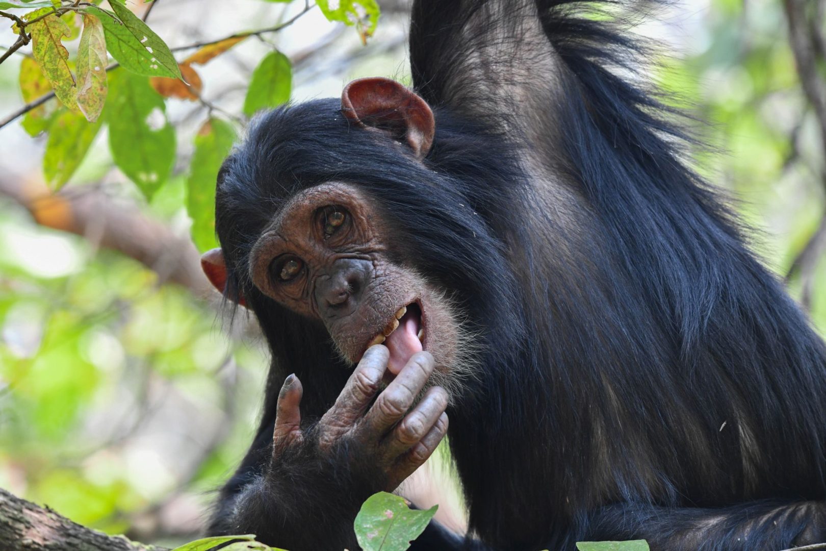 Maggie Hoffman silly monkey