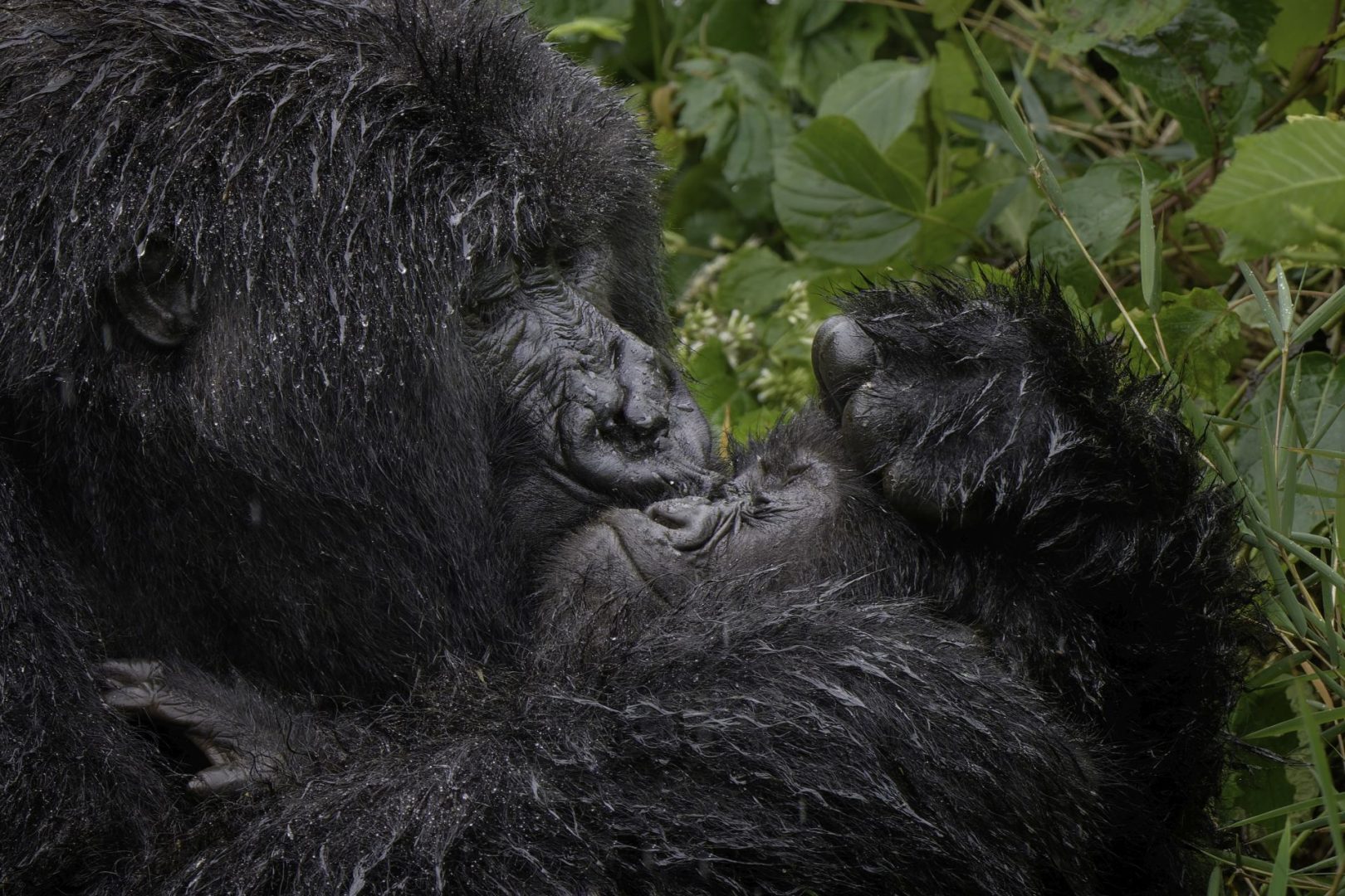 The Comedy Wildlife Photography Awards 2025 finalists