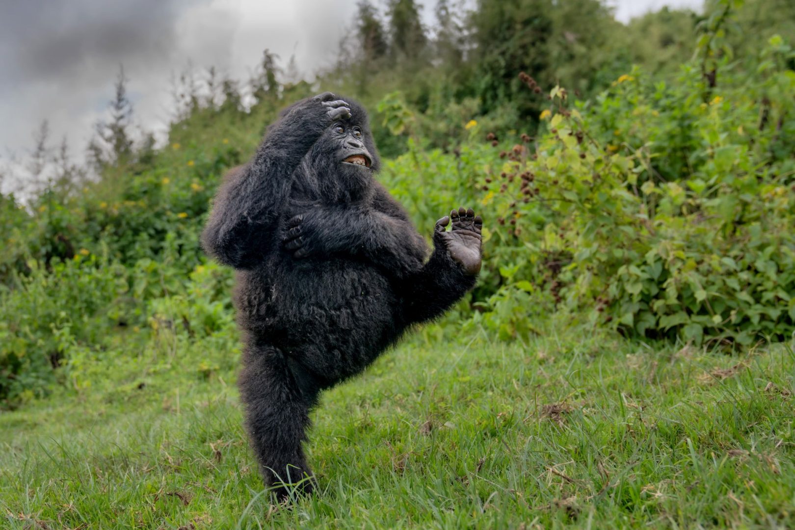 The Comedy Wildlife Photography Awards 2025 finalists