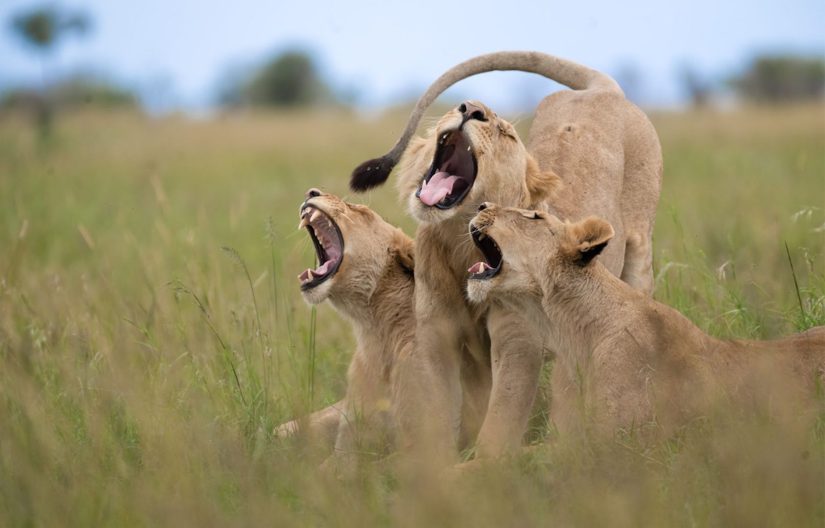 The Comedy Wildlife Photography Awards 2025 finalists