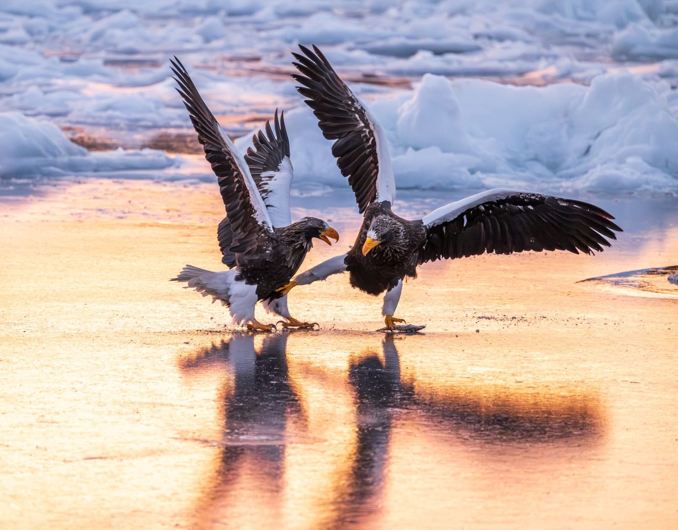 The Comedy Wildlife Photography Awards 2025 finalists