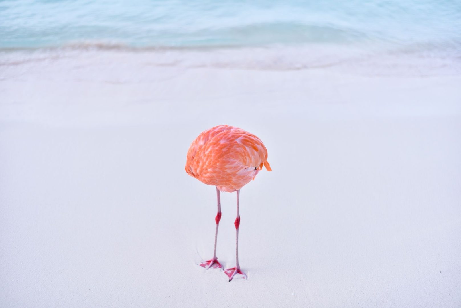 The Comedy Wildlife Photography Awards 2025 finalists