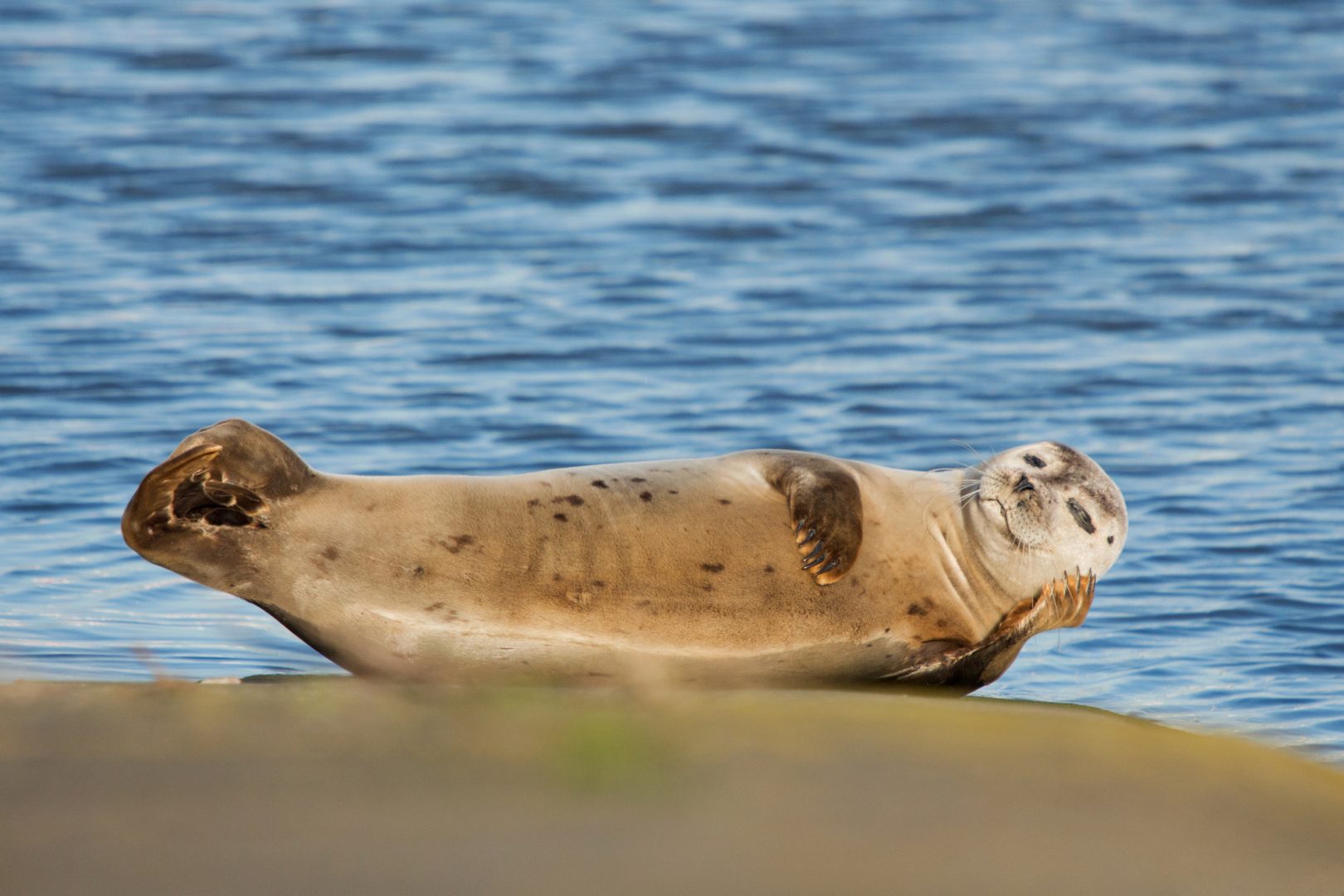 Olivier Colle seal