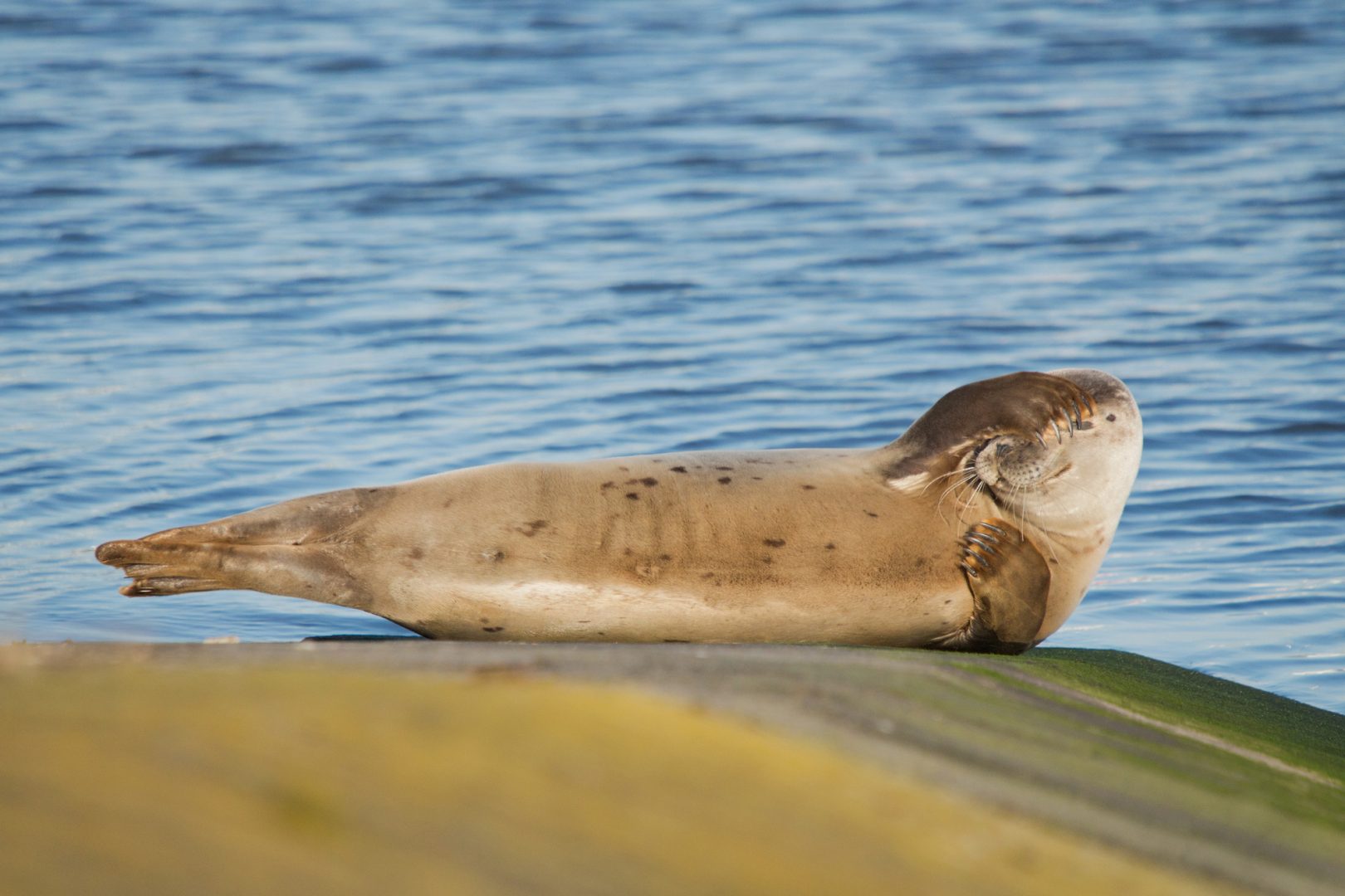 Olivier Colle seal