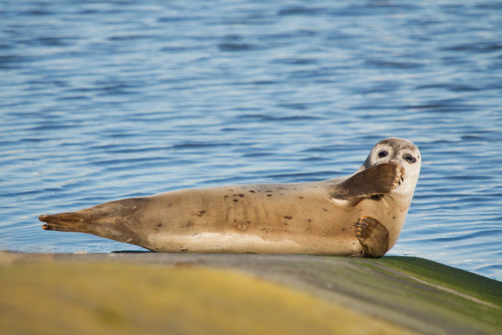 Olivier Colle seal