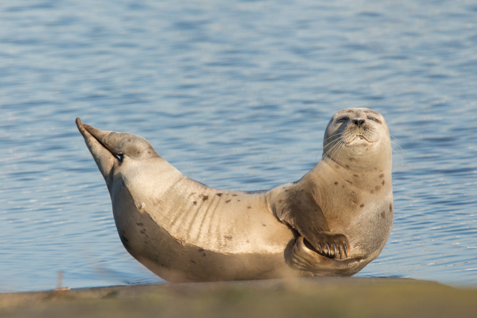 Olivier Colle seal