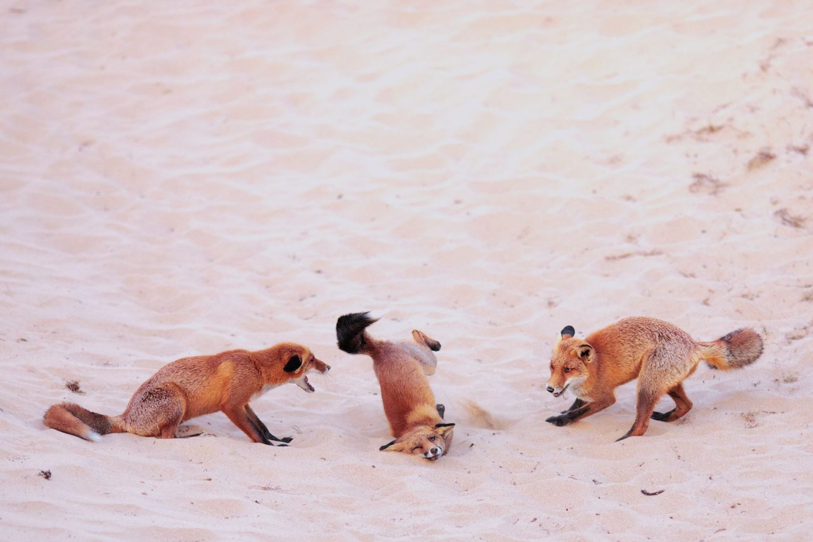 The Comedy Wildlife Photography Awards 2025 finalists