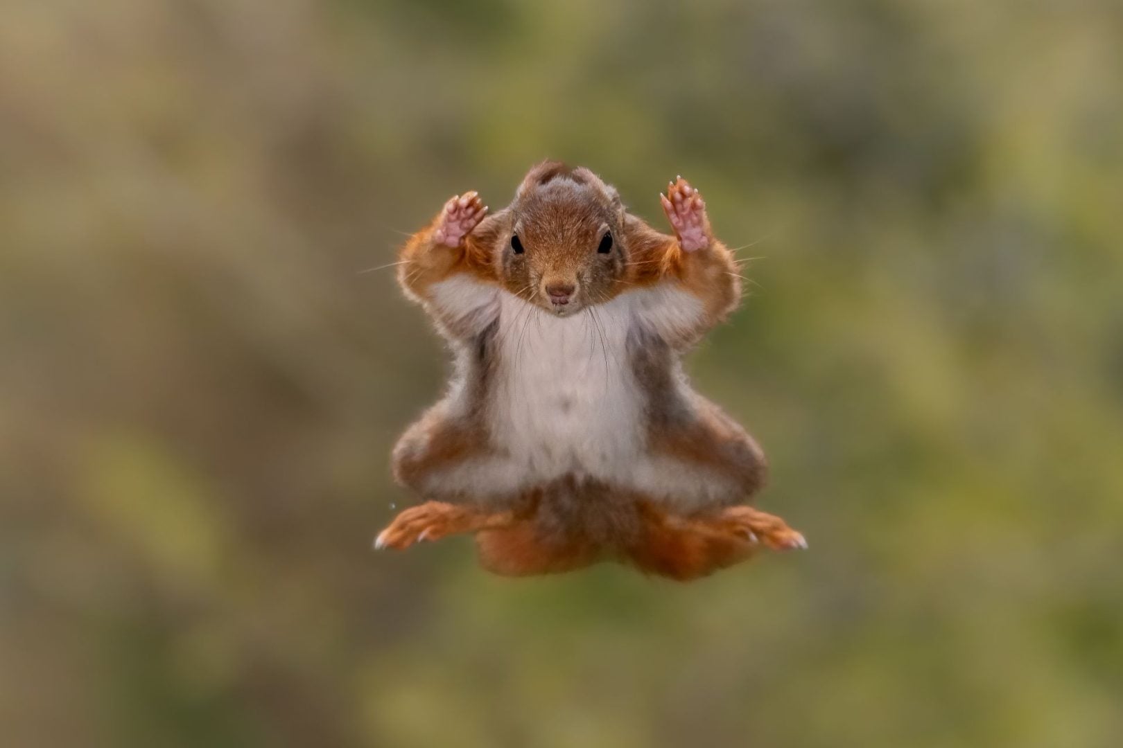 The Comedy Wildlife Photography Awards 2025 finalists