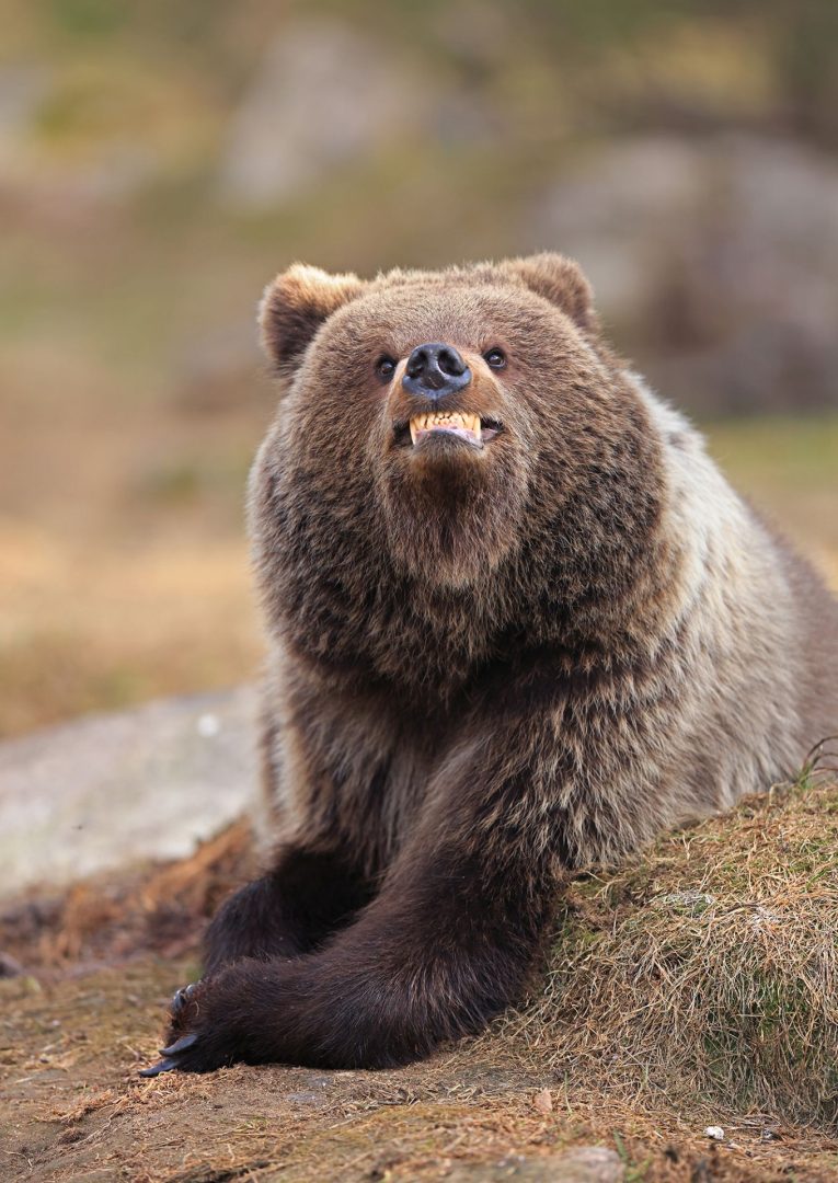 The Comedy Wildlife Photography Awards 2025 finalists