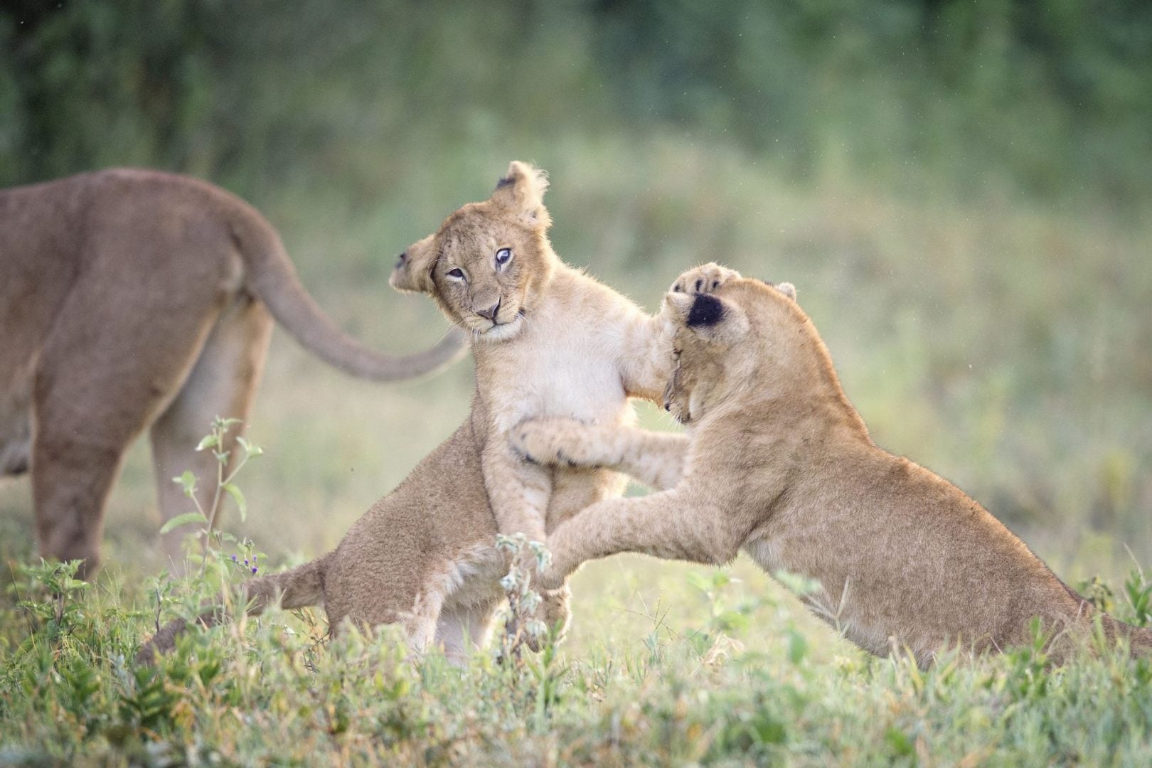 Vicki Jauron lions