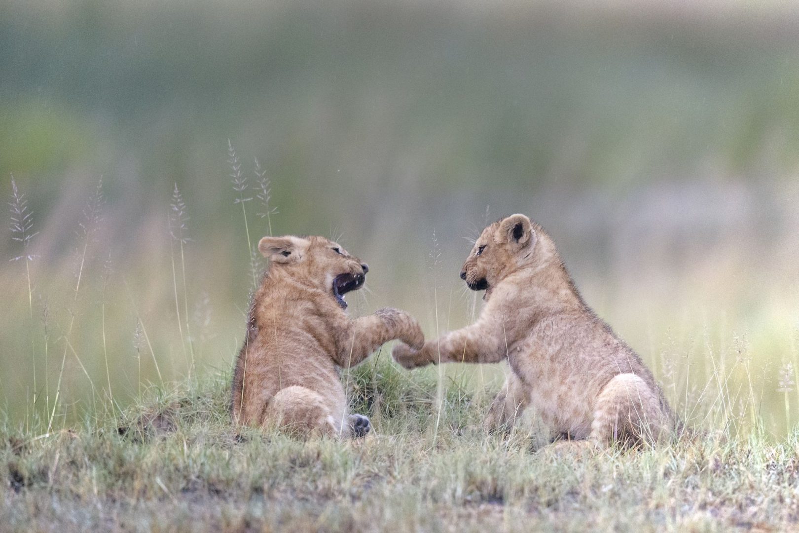 Vicki Jauron lions