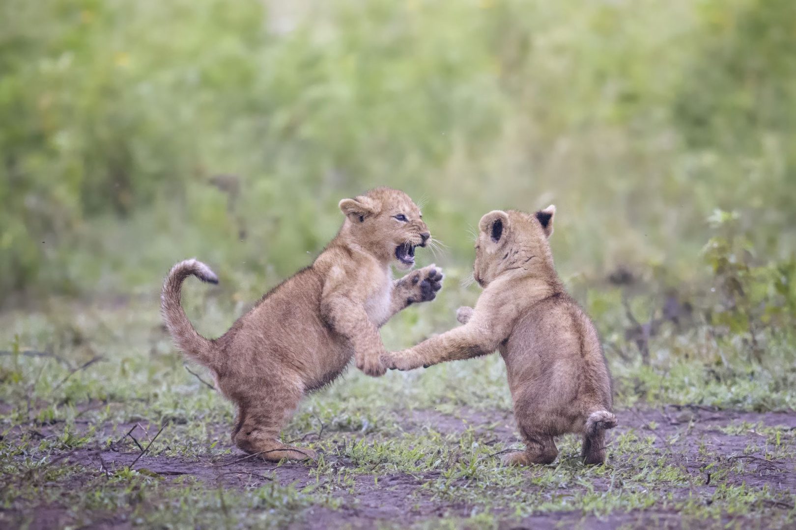 Vicki Jauron lions