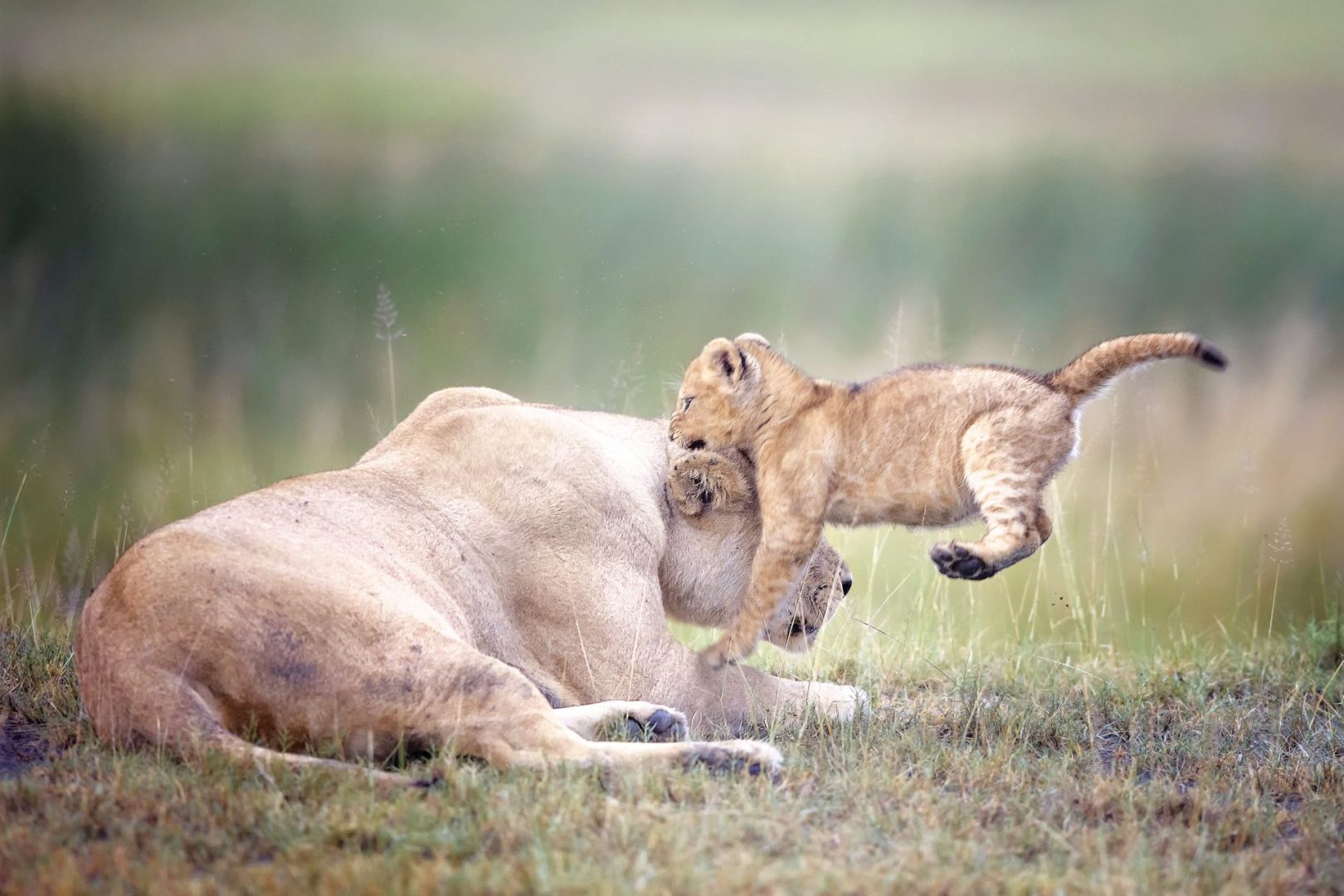 Vicki Jauron lions